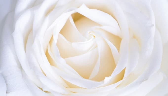 white-rose