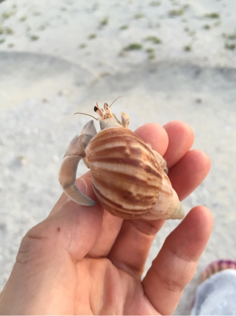 hermit crab at the beach in okinawa